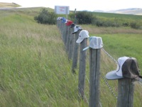 Hats on Fenceposts