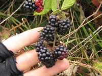 Blackberries