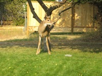 Deer in Grand Forks