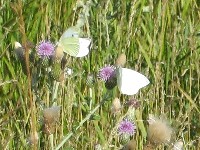 Cabbage Butterflies