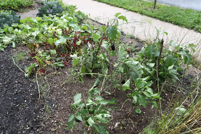 Our vegetable garden a bit roughed up by Hurricane
                 Lee