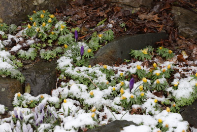 Aconites and crocuses in the snow