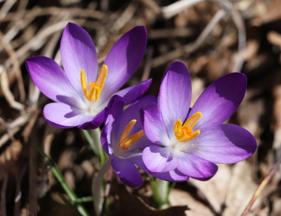 A couple of our crocuses
