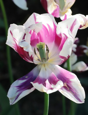 A wilting tulip